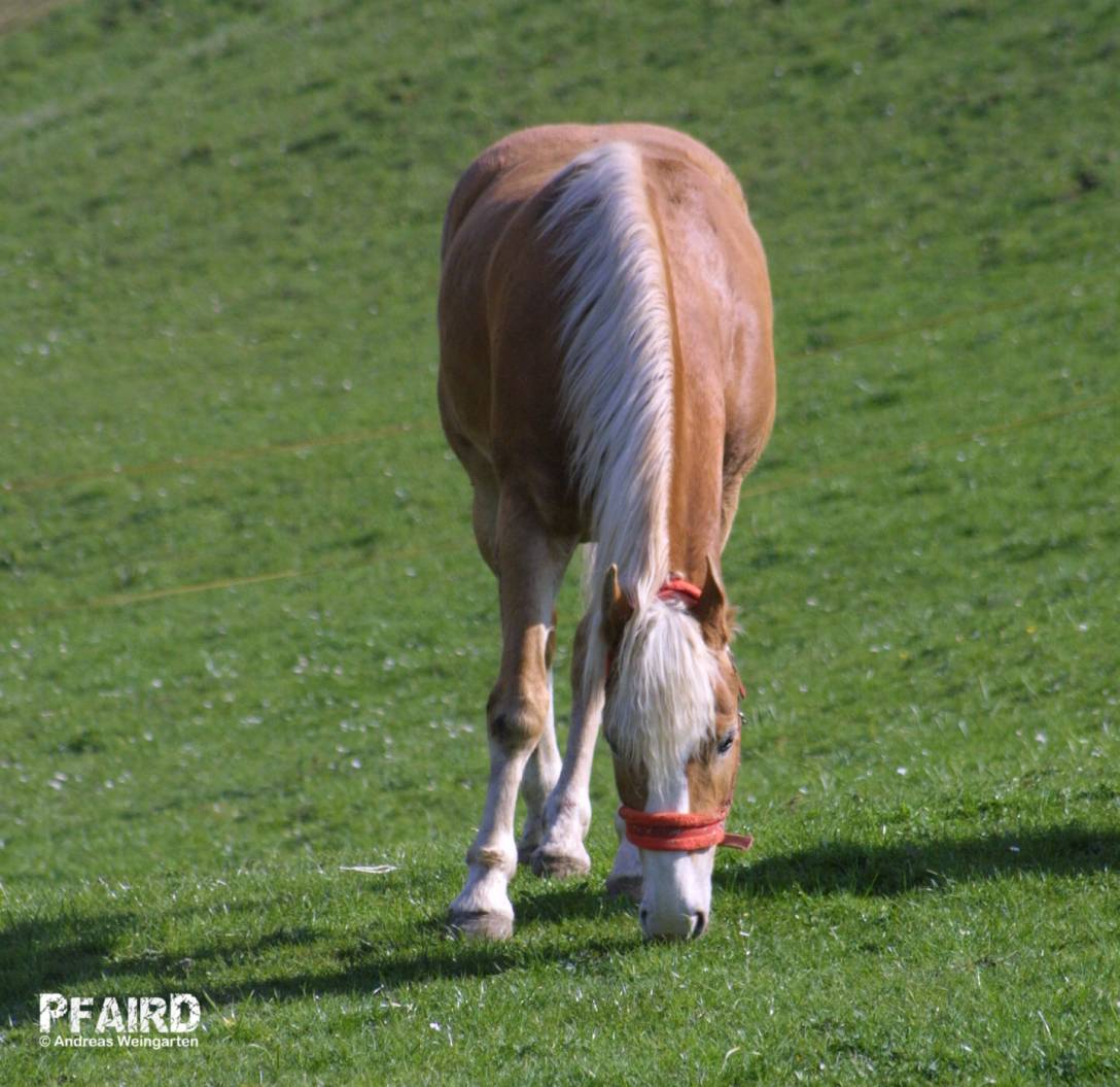 haflinger-0010.jpg haflinger-0010.jpg