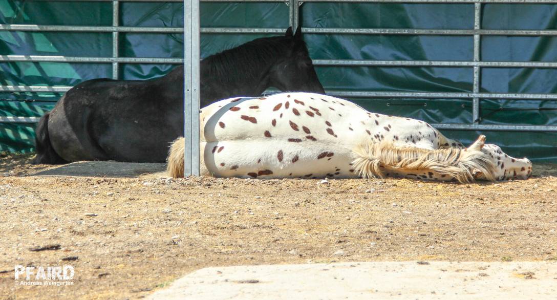 zelt-0984.jpg zelt-0984.jpg