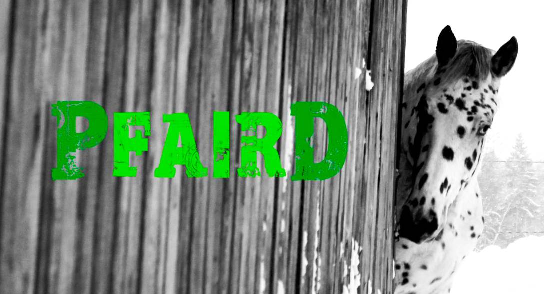 pfaird-titel-breit.jpg pfaird-titel-breit.jpg