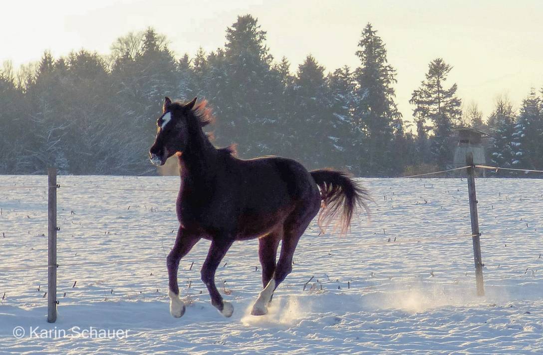 loewenherz-1070726.jpg loewenherz-1070726.jpg