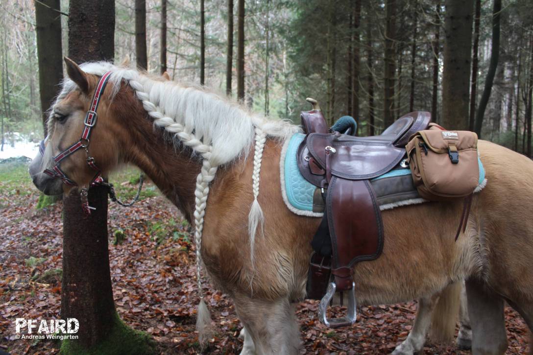 haflinger-4653.jpg haflinger-4653.jpg