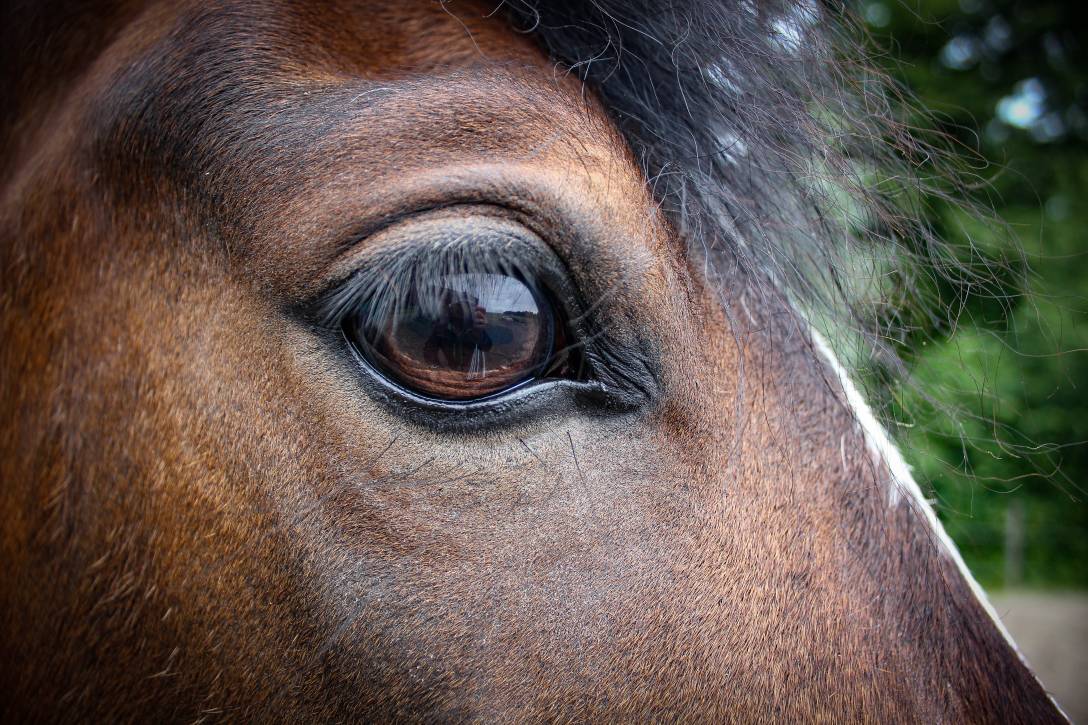 mellody-eingliedern-2337.jpg mellody-eingliedern-2337.jpg