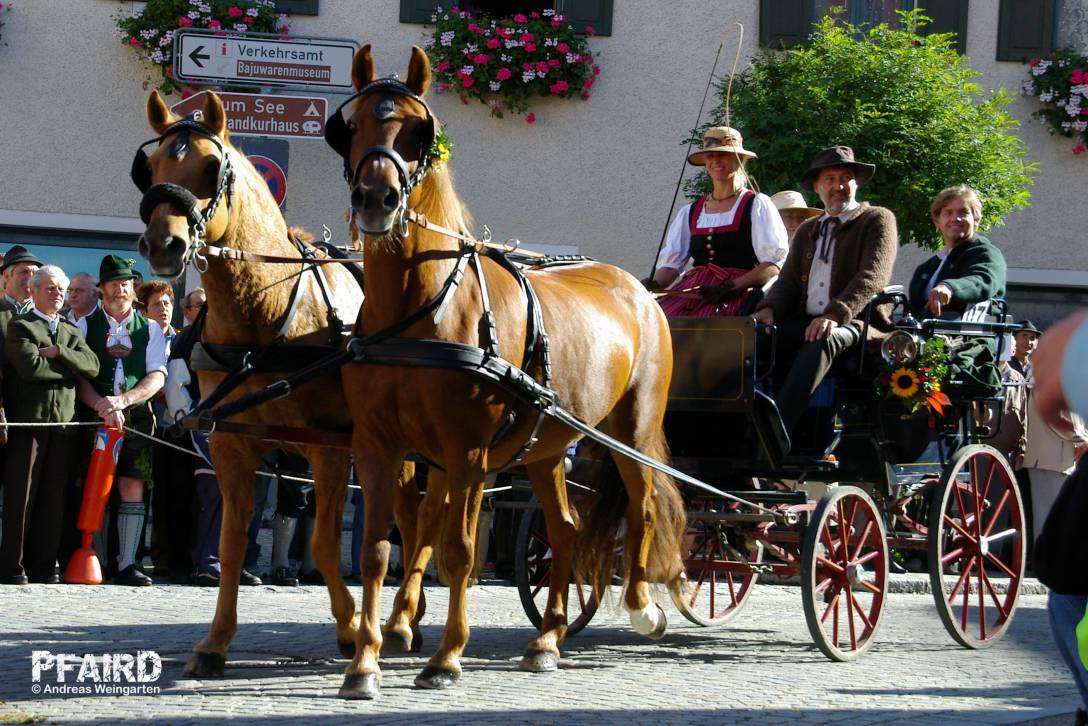 haflinger-15.jpg haflinger-15.jpg