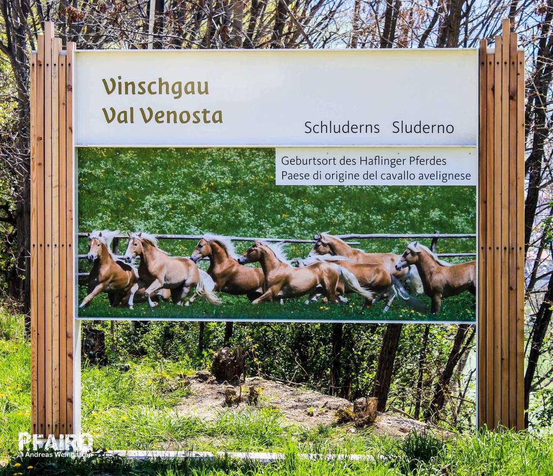 haflinger-6581.jpg haflinger-6581.jpg