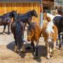 stall--5421.jpg